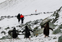 Gentoo penguin (Pygoscelis papua) in snow, with tourists walking in the background, Danco Island. Antarctic Peninsula, Antarctica