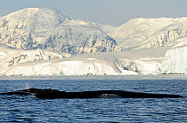 Humpback whale (Megaptera novaengliae) surfacing, Antarctic Peninsula, Antarctica
