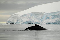 Humpback whale (Megaptera novaengliae) surfacing, Wilhelmina Bay, Gerlache Strait. Antarctic Peninsula, Antarctica.