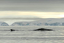 Humpback whale (Megaptera novaengliae) surfacing, Wilhelmina Bay, Gerlache Strait, Antarctic Peninsula, Antarctica