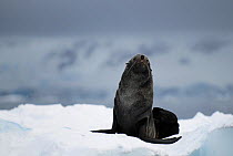 Antarctic fur-seal (Artocephalus gazella) on an ice floe. Antarctic Peninsula, Antarctica