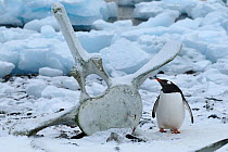 Gentoo penguins (Pygoscelis papua) and whale vertebra. Cuverville Island. Antarctic Peninsula, Antarctica