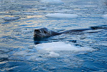 Leopard seal (Hydrurga leptonyx) swimming in icy water, Antarctic Peninsula, Antarctica.