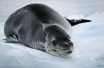 Leopard seal (Hydrurga leptonyx) resting on ice, Wilhelmina Bay, Gerlache Strait. Antarctic Peninsula, Antarctica.