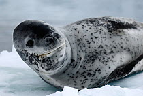 Leopard seal (Hydrurga leptonyx) resting on ice, Wilhelmina Bay, Gerlache Strait. Antarctic Peninsula, Antarctica.