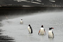 Gentoo penguins (Pygoscelis papua) on the shore of Deception Island, Antarctica.