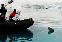 Zodiac boat with curious leopard seal (Hydrurga leptonyx) Wilhelmina Bay, Gerlache Strait. Antarctic Peninsula, Antarctica.
