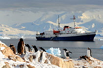 Gentoo penguins (Pygoscelis papua) and Antarctic cruise liner  'MV Ushuaia' in Neko Harbour, Andvord Bay. Antarctic Peninsula, Antarctica.