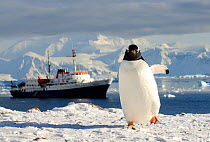Gentoo penguin (Pygoscelis papua) and Antarctic cruise liner  'MV Ushuaia' in Neko Harbour, Andvord Bay. Antarctic Peninsula, Antarctica