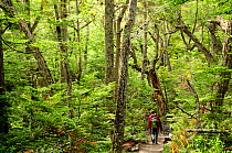 Tourists walking through footpath in Lenga beech forest (Nothofagus pumilio) Tierra del Fuego National Park. Argentina.