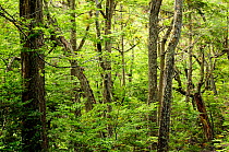 Lenga beech forest (Nothofagus pumilio) Tierra del Fuego National Park. Argentina.