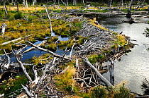 American Beaver (Castor canadensis) dam, an invasive species (introduced for fur trade) in wetlands. Tierra del Fuego National Park.