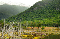 Peatland landscape in Tierra del Fuego with North American beaver (Castor canadensis) dam, an invasive species (introduced for fur trade). Argentina