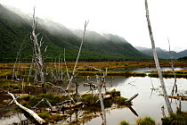 Peatland landscape in the mist, Tierra del Fuego, Argentina