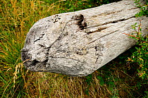 Fallen tree cut by a North American beaver (Castor canadensis) an invasive species (introduced for fur trade) Tierra del Fuego, Argentina