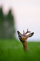 Roe deer buck (Capreolus capreolus) in field sniffing air, Southern Estonia, May