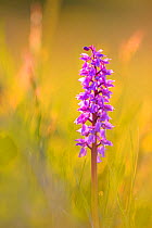 Early purple orchid (Orchis mascula) in low light, Northern Estonia, May.
