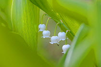 Lily of the valley (Convallaria majalis) in bloom, SouthernEstonia, June