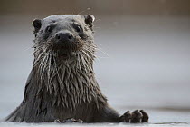 European otter (Lutra lutra) in river, Southern Estonia, January.