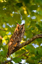 Female Long-eared owl (Asio otus) perched in a tree, Southern Estonia, June.