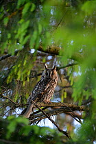 Female Long-eared owl (Asio otus) perched in a Spruce tree, Southern Estonia, June.