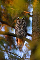 Female Long-eared owl (Asio otus) perched in a spruce tree in evening light, Southern Estonia, June.