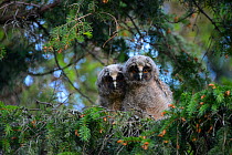 Two Long-eared owls (Asio otus) chicks in a spruce tree, Southern Estonia, June.