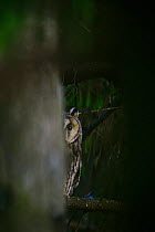 Female Long-eared owl (Asio otus) peeking from behind a spruce tree, Southern Estonia, June.