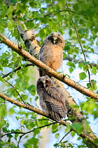 Long-eared owls (Asio otus) chicks perched in a birch tree, SouthernEstonia, June.