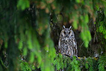 Female Long-eared owl (Asio otus) perched in  spruce tree, SouthernEstonia, June.