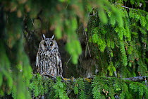 Female Long-eared owl (Asio otus) perched in  spruce tree, Southern Estonia, June.