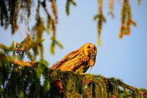 Female Long-eared owl (Asio otus) with a huge vole in her beak perched in  spruce tree in evening light, Southern Estonia, June.