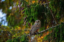 Female Long-eared owl (Asio otus) perched on a spruce tree in evening light, SouthernEstonia, June.