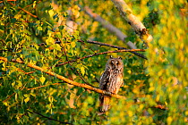 Female Long-eared owl (Asio otus) perched in  birch tree in evening light, Southern Estonia, June.