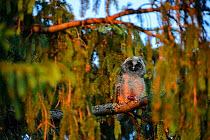 A young Long-eared owl (Asio otus) perched on a spruce tree with half eaten mouse in its talons at sunset, Southern Estonia, June.