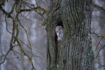 Tawny owl (Strix aluco) peering out of its nest hole in  tree, Southern Estonia, February.