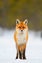 Red fox (Vulpes vulpes) portrait in snowy clearing, Southern Estonia, February.