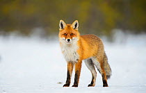 Red fox (Vulpes vulpes)  stanidng in snowy clearing in bog, Southern Estonia, February.