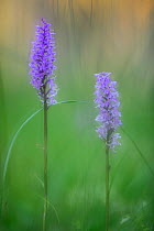 Heath spotted orchids (Dactylorhiza maculata) in bloom, Southern Estonia, July.