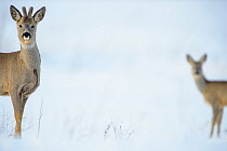 Two Roe deer (Capreolus capreolus) on a snowy field, Southern Estonia, March.