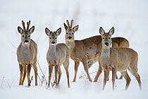 Roe deer (Capreolus capreolus) feeding on a snowy field, Southern Estonia, March.