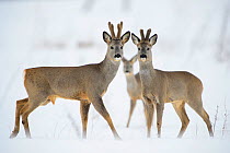 Roe deer (Capreolus capreolus) bucks on snowy field in SOuthern Estonia, March.