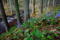 Hepticas (Hepatica nobilis) flowering in spruce forest by a river, Northern Estonia, April.