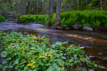 Marsh marigold (Caltha palustris) in bloom at the edge of a forest river, Northern Estonia, May.