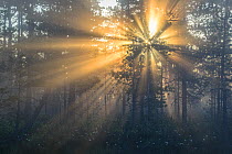 Rays of sunshine behind pine trees, Southern Estonia, May early morning.