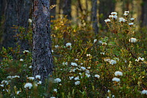 Marsh labrador tea (Rhododendron tomentosum) in bloom in bog pine (Pinus sylvestris) forest, Southern Estonia, May.