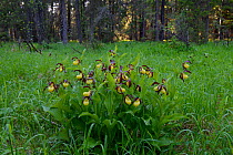 Lady's slipper orchids (Cypripedium calceolus) in bloom after spring rain surrounded by pine and spruce trees, Northern Estonia, May.
