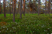 Marsh labrador tea (Rhododendron tomentosum) in bloom in bog pine (Pinus sylvestris) forest, Southern Estonia, May.