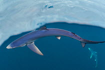 A pair of blue sharks (Prionace glauca) are revealed below the surface of the sea, as a camera is dipped through the surface. Penzance, Cornwall, England, British Isles. English Channel, North East At...