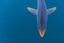 Blue shark (Prionace glauca) cruises beneath the surface of the English Channel. Penzance, Cornwall, England, British Isles. North East Atlantic Ocean, August.